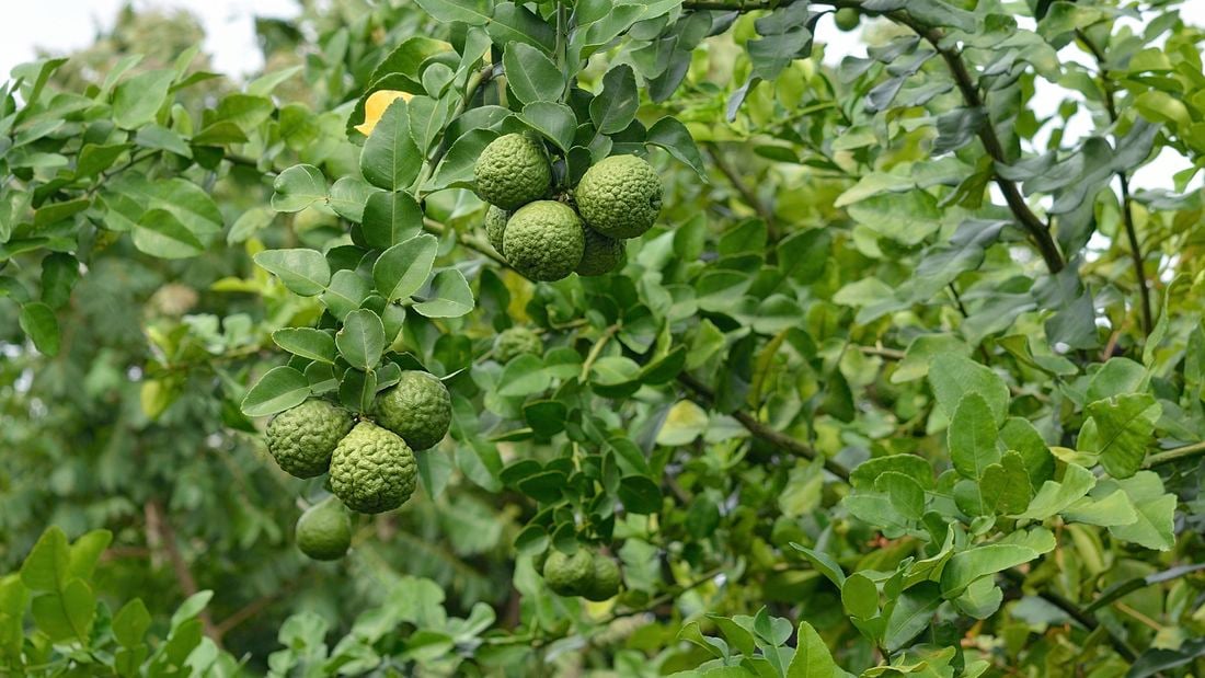A makrut (kaffir) lime tree with fruit