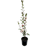 140mm Camellia Reminiscence - Camellia sasanqua
