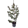 10L Michelia Gracipes