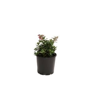 200mm Escallonia Red Knight