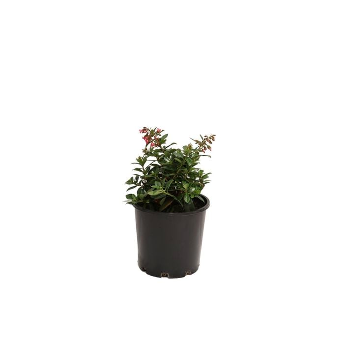 200mm Escallonia Red Knight