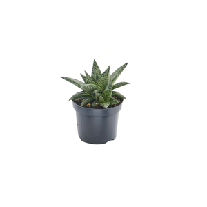60mm Mini Mates Range Premium Succulent