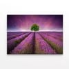 Lavender Field Sunset with a Tree  Print 100% Australian Made 120 x 90cm  (Stretched)