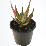 1.3L Aloe Piranha 