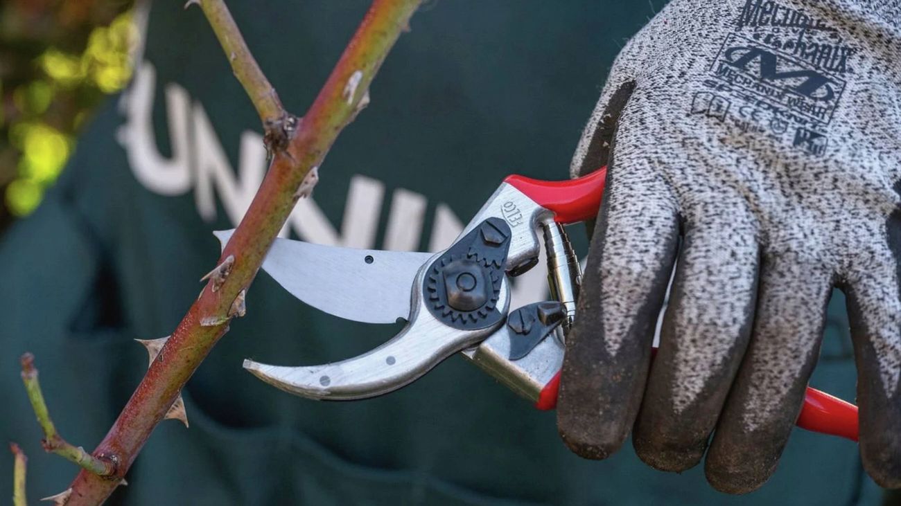 Close‑up of a gloved hand using red‑handled secateurs to cut a woody plant stem, with the blade positioned just above a node.
