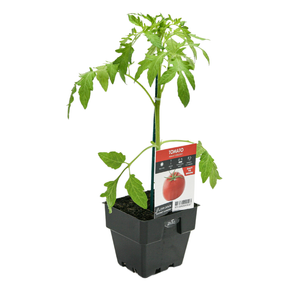 100mm Tomato Mamas Delight - Lycopersicum esculentum