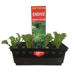 Endive Punnet - Grow Your Own Range