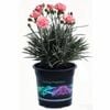 140mm Dianthus Romance - Dianthus hybrid