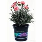 140mm Dianthus Romance - Dianthus hybrid