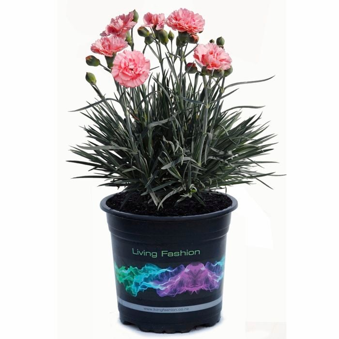 140mm Dianthus Romance - Dianthus hybrid