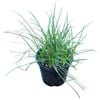 1.3L Mondo Grass - Ophiopogon japonicus