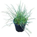 1.3L Mondo Grass - Ophiopogon japonicus