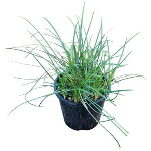 1.3L Mondo Grass - Ophiopogon japonicus