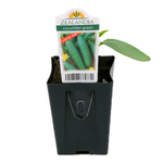 7cm Cucumber Green - Cucumis Sativus