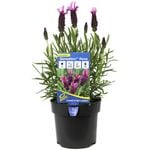 140mm Lavender Sensation Rose - Lavandula pedunculata 'Senros'