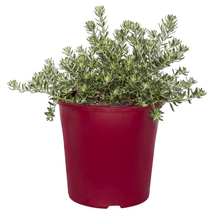 330mm Coastal Rosemary - Westringia fruticosa