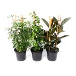 25cm Assorted Indoor Plants