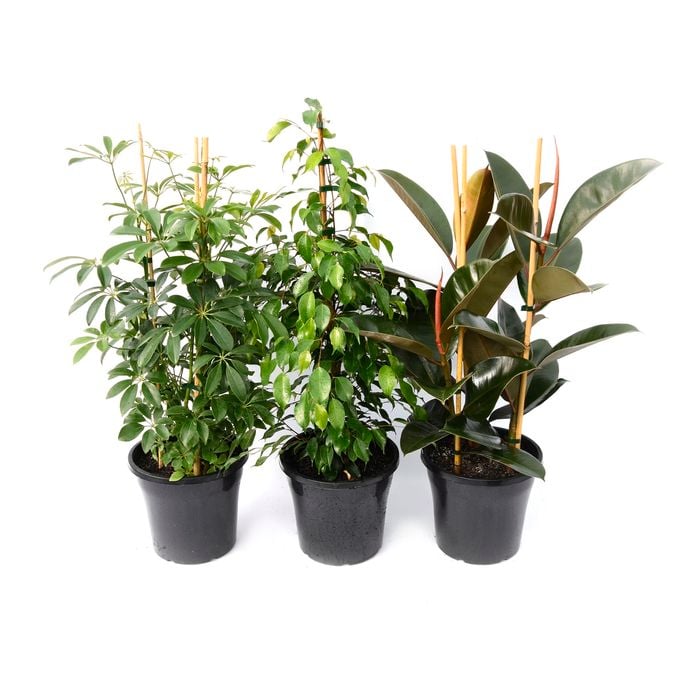 25cm Assorted Indoor Plants