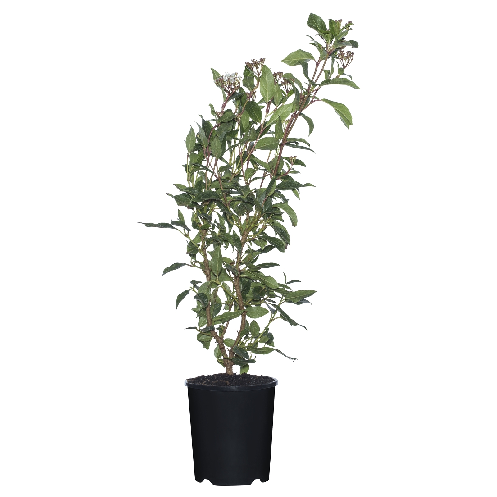 140mm Viburnum - Viburnum tinus Laurustinus