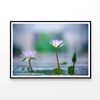 Lotus with Surface of Pond  Print 100% Australian Made 90x60cm  (Poster)