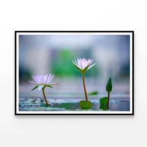 Lotus with Surface of Pond  Print 100% Australian Made 90x60cm  (Poster)