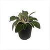 150mm Marlborough Rock Daisy - Pachystegia insignis