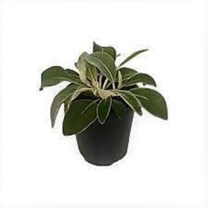 150mm Marlborough Rock Daisy - Pachystegia insignis