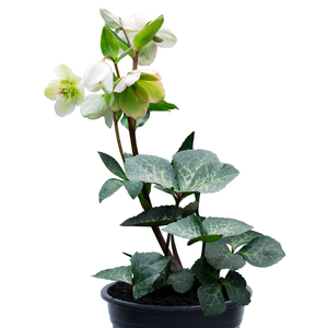 17cm Mollys White - Helleborous