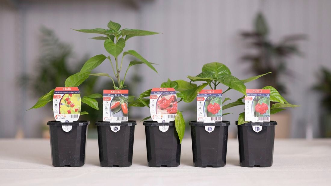 Variety of chilli plants.