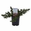 140mm Hebe 'Pretty in Pink' - Hebe hybrid