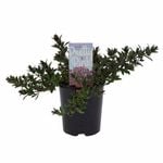 140mm Hebe 'Pretty in Pink' - Hebe hybrid