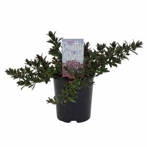 140mm Hebe 'Pretty in Pink' - Hebe hybrid