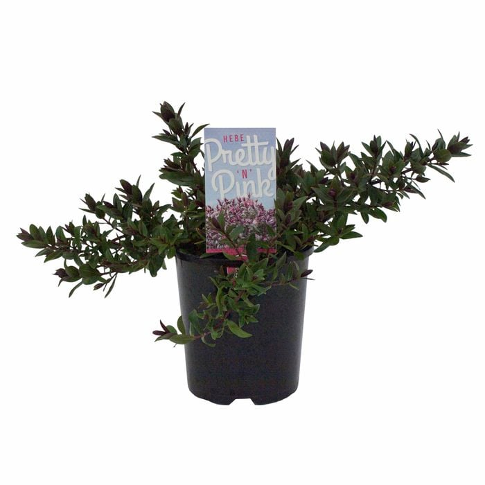 140mm Hebe 'Pretty in Pink' - Hebe hybrid