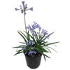 1.9L Agapanthus Baby Pete - Agapanthus Praecox