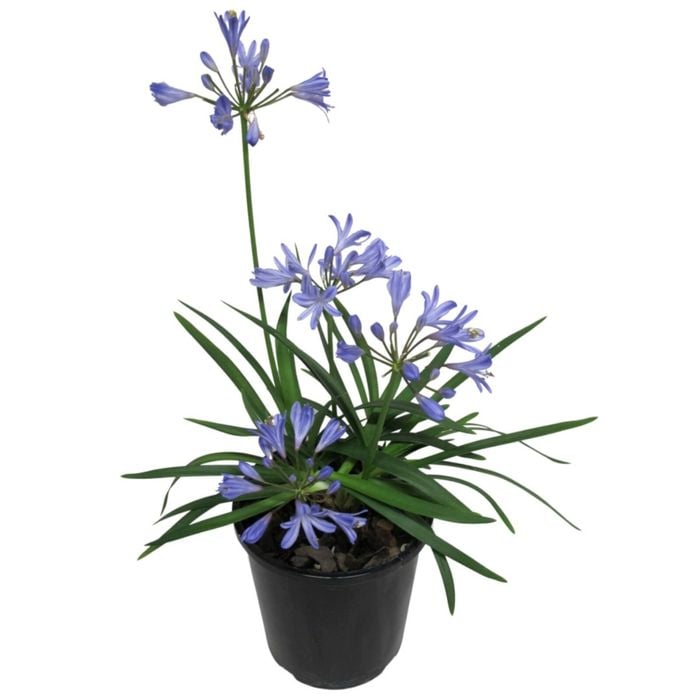 1.9L Agapanthus Baby Pete - Agapanthus Praecox