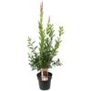 200mm Callistemon Western Glory Bottlebrush - Callistemon citrinus