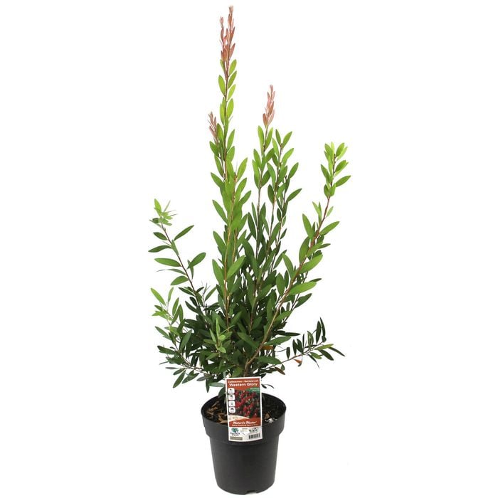 200mm Callistemon Western Glory Bottlebrush - Callistemon citrinus