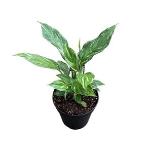 120mm Peace Lily - Spathiphyllum Domino 