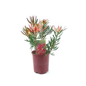 150mm Leucadendron Fireglow - Leucadendron salignum