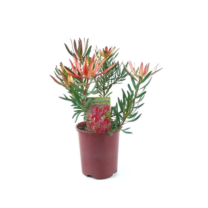 150mm Leucadendron Fireglow - Leucadendron salignum