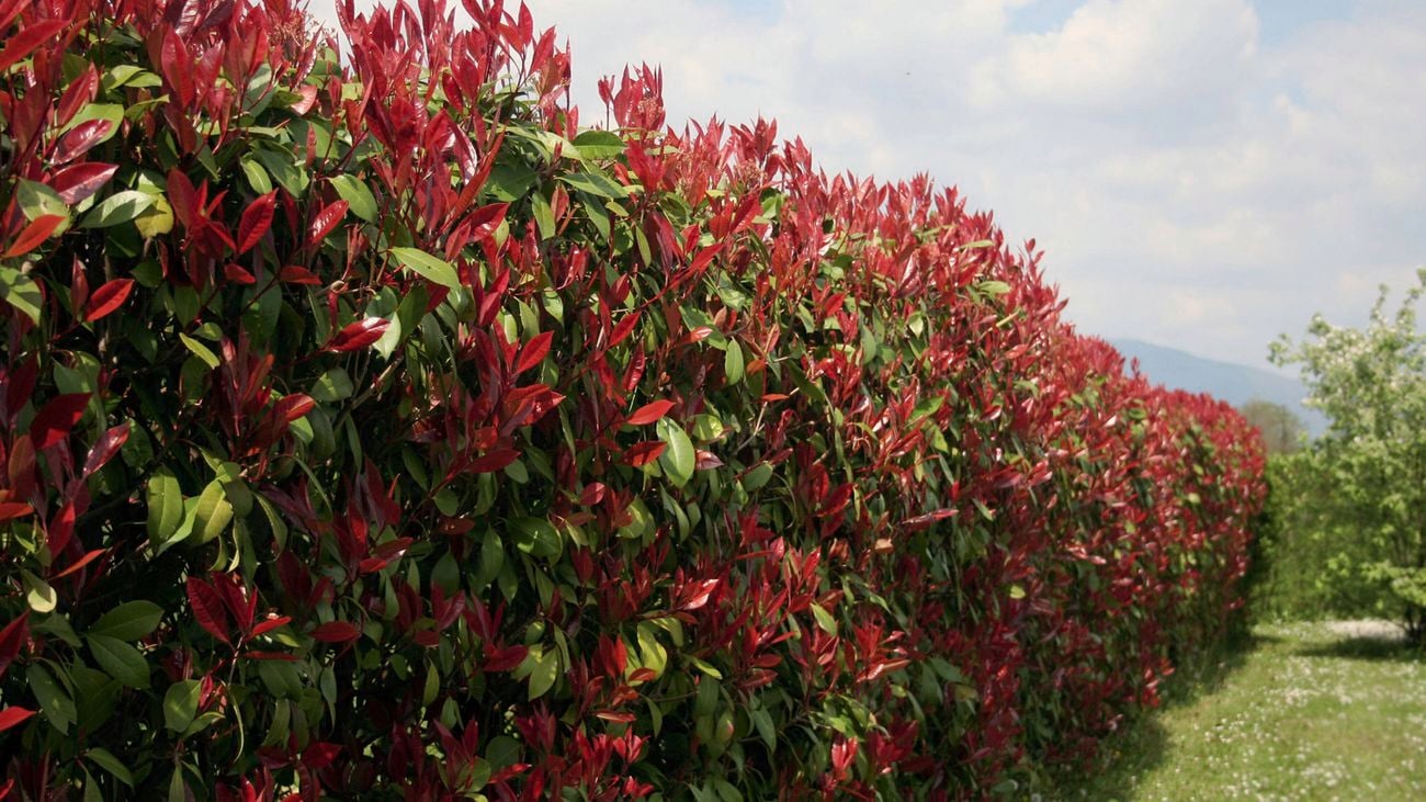 A photinia hedge on a lawn with red and green leaves extends under a blue sky.