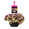 270mm Pansy Raspberry Swirl Plentifall Hanging Basket - Viola wittrockiana