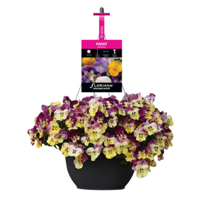 270mm Pansy Raspberry Swirl Plentifall Hanging Basket - Viola wittrockiana