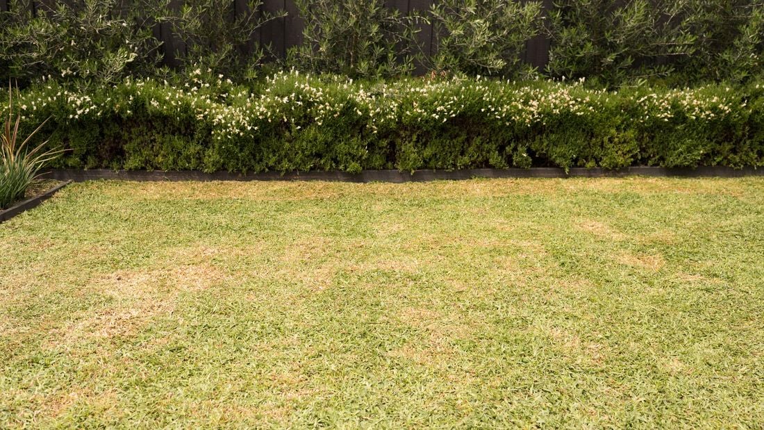 A patchy lawn needs aeration with areas of dry grass bordered by lush green shrubs and a black fence.