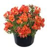 170mm Assorted Alstroemeria Sum Paradise Peruvian Lilly - Alstroemeria