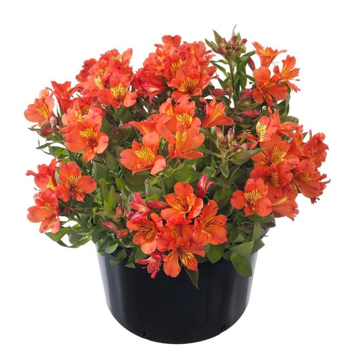 170mm Assorted Alstroemeria Sum Paradise Peruvian Lilly - Alstroemeria