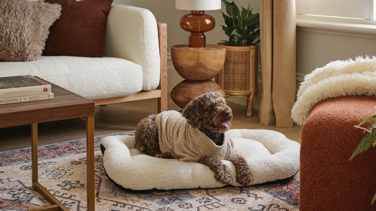 dog in a dog bed