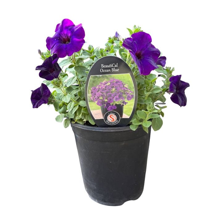 Gardening Solutionz 14cm BeautiCal Ocean Blue