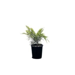 140mm Mini Cog - Acacia cognata