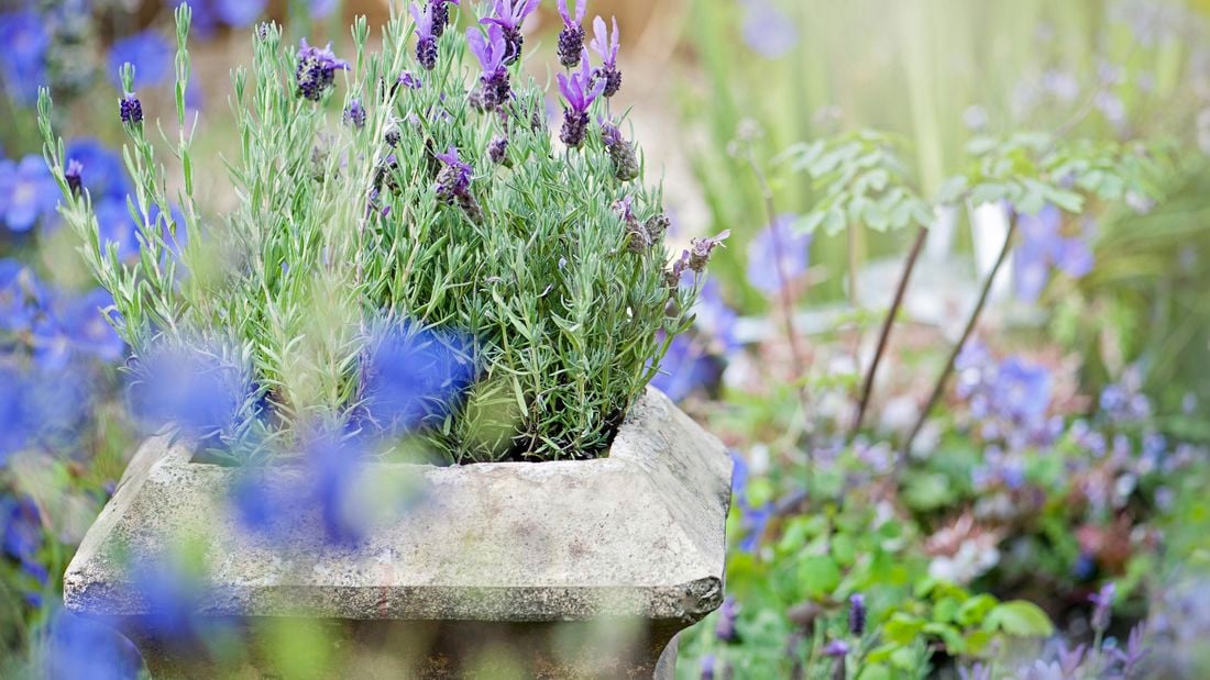 Lavender growing in an old stone planter